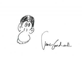 Doodle By Dr Jane Goodall (primatologist,  Anthropologist)