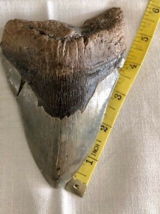 Megalodon Shark Tooth - 5.  75 Inches