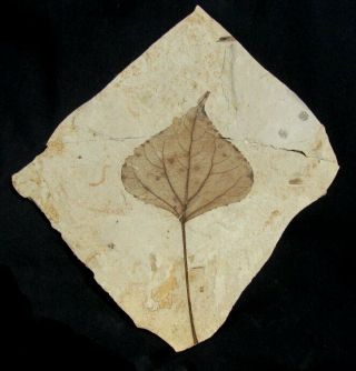 Extinctions - Huge,  Spectacular Poplar Leaf Fossil From Utah - Colorful & Detailed
