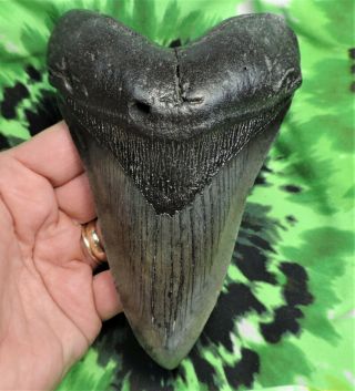 Megalodon Sharks Tooth 5 9/16  Inch Fossil Sharks Teeth Tooth