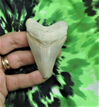Megalodon Sharks Tooth 2 3/4  Inch Aurora Nc No Restorations Sharks Teeth