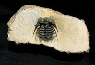 Extinctions - Very Spiny Leonaspis Trilobite Fossil - Huge And