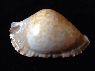 Seashell Zoila Marginata Consueta F,  61.  1mm