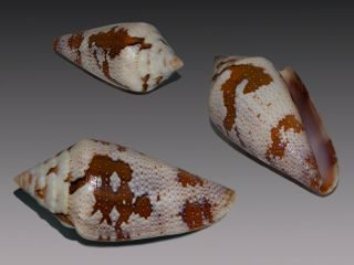 Seashell Conus Curassaviensis Colour Rare Bid Gem 38.  2 Mm