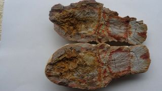Coelacanth Fish Fossil Trias 250 Mio Madagascar (co - 143 / 2662)