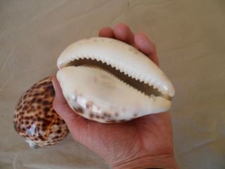 Cypraea Tigris Seashells Tiger Cowrie Shells 120mm & 111mm 3