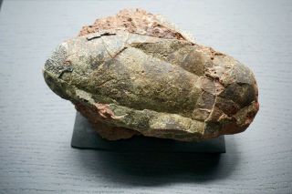 Rare Museum Grade Oviraptor Raptor Dinosaur Fossil Egg With Matrix