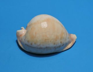 Seashell Cypraea Armeniaca 111.  4mm (016)