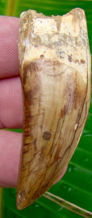 African T - Rex Carcharodontosaurus Dinosaur Tooth - 2 & 5/8 In.  100 Real