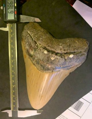● Megalodon Shark Tooth 6.  785 Inch Huge Tooth 5,  Inches Wide Monster Like Trex