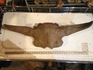 30 " Bison Occidentalis (partial) Skull