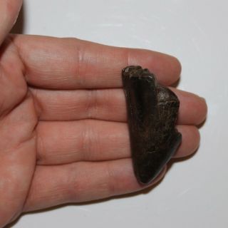 Tyrannosaurus Rex Tooth - Hell Creek Formation T - Rex - Cretaceous 2 Inches Long