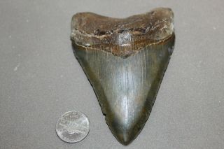 Megalodon Fossil Giant Shark Teeth Natural Large 4.  21 " Huge Museum Quality