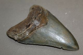 MEGALODON Fossil Giant Shark Teeth Natural Large 4.  21 
