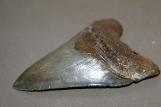 MEGALODON Fossil Giant Shark Teeth Natural Large 4.  21 