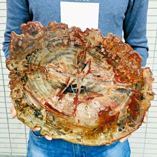 Top Natural Petrified Wood Fossil Slice Crystal Quartz Polished Slab Healing