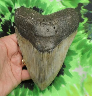 Megalodon Sharks Tooth 5 3/4  Inch Fossil Sharks Teeth Tooth