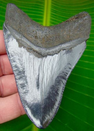 Megalodon Shark Tooth 4 & 1/8 In.  Real Fossil - Serrated - No Restorations