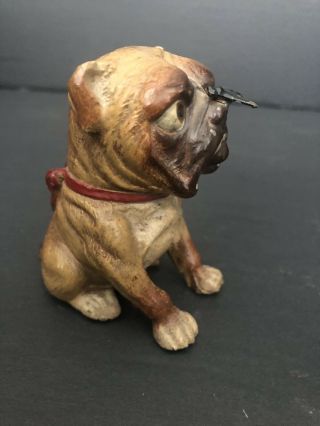 Antique Vintage Cold Painted Cast Metal English Bulldog W/ Fly On Nose