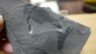 Geological Enterprises Silurian Fossil Sea Scorpion,  Eurypterus Remipes