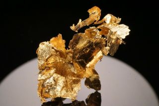 Aesthetic Native Gold Crystal Cluster Leinster,  Australia