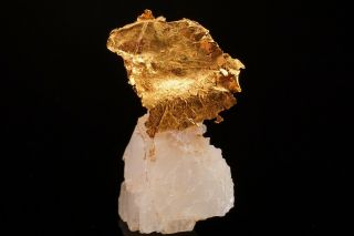 UNIQUE Native Gold on Calcite SWAUK RIVER PLACERS,  WASHINGTON 2