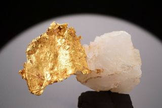 UNIQUE Native Gold on Calcite SWAUK RIVER PLACERS,  WASHINGTON 3
