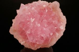 EXTRAORDINARY Rose Quartz Crystal Cluster PITORRA CLAIM,  BRAZIL 2