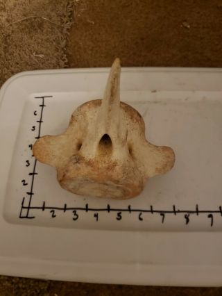Large Whale Vertebrae Fossil Bone