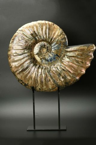 Paradeshayesites Sp.  Rare Huge Ammonite With Iridescence.