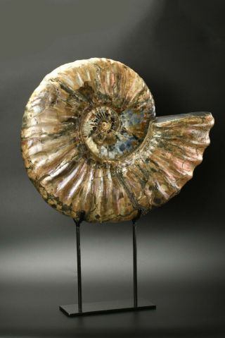 Paradeshayesites sp.  Rare huge ammonite with iridescence. 2