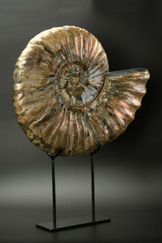 Paradeshayesites sp.  Rare huge ammonite with iridescence. 3