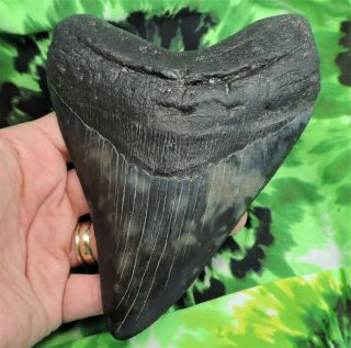 Megalodon Sharks Tooth 5 7/8  Inch Beauty Fossil Sharks Teeth Tooth