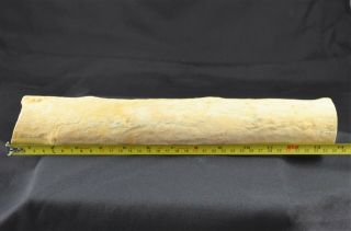 ROL Large Petrified Wood Limb - McDermit,  Oregon,  Airport site,  over 13 inches 3