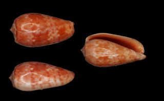 Seashell Conus Bullatus Pongo Rare Interesting