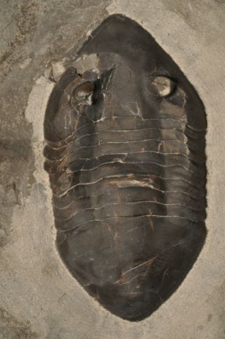 Fossil trilobite - Isotelus 
