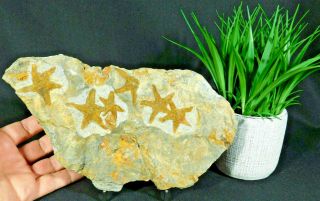 Six Small 440 Million Year Old 100 Natural Starfish Fossils Morocco 950gr E
