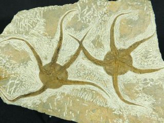 Two Big 440 Million Year Old 100 Natural Starfish Fossils Morocco 2303gr E