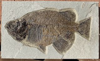 A Fossil Fish Phareodus Testis From The Eocene Of Wyoming
