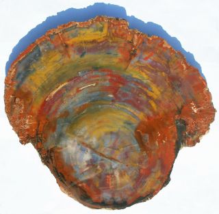 Huge,  Polished Colorful Arizona Petrified Wood Round