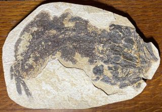 Ancient Juvenile Bowfin Fossil Fish From The Eocene Of Wyoming