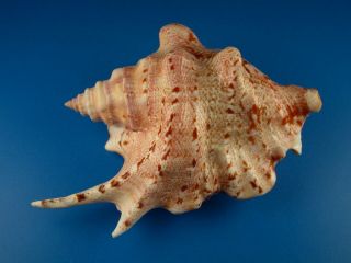 Strombus Taurus,  Color And Pattern,  92.  8mm,  Guam Shell