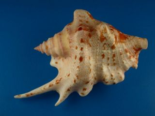 Strombus Taurus,  Color And Pattern,  F,  86.  0mm,  Guam Shell