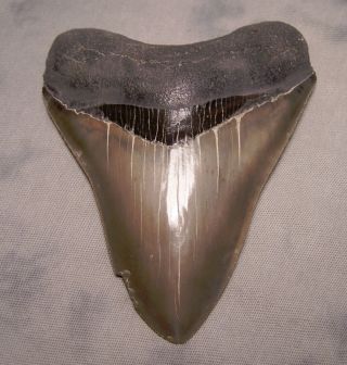 Megalodon Shark Tooth - Sharp - 4 5/8 " Real Fossil Sharks Teeth - No Restorations