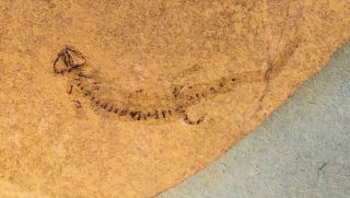 Small (3.  5cm) But Sharp Complete Amphibian Apateon Pedestris,  Permian,  Germany