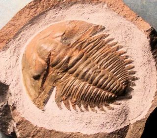 Fine,  3.  3cm Prone Termierella Cf.  Latifrons: Lower Cambrian Of Issafen,  Morocco