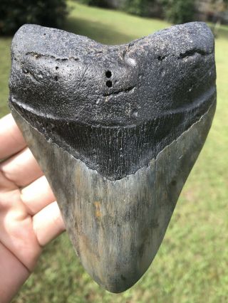 Huge Solid 5.  68” Megalodon Tooth Fossil Shark Teeth Almost 1 Pound