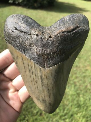 Huge 5.  12” Megalodon Tooth Fossil Shark Teeth
