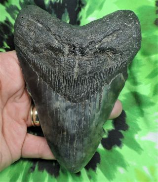 Megalodon Sharks Tooth 5 3/16  Inch No Restorations Fossil Sharks Teeth Tooth