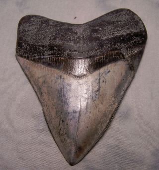 Megalodon Tooth 4 7/8 " Shark Teeth Fossil Megladon Scuba Dive Meg Xl Awesome